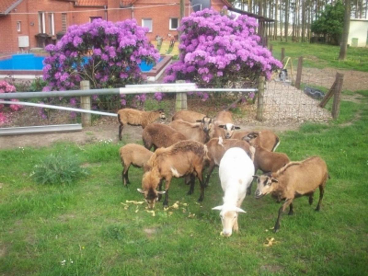 Ferienwohnung JAGODA in der Lüneburger Heide Frankenfeld Exterior foto